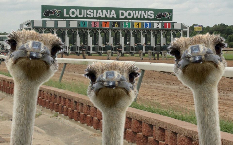 Exotic Animal Races
